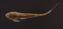 Loricaria gymnogaster lagoichthys 55 mmSL FMNH 42792 dorsal